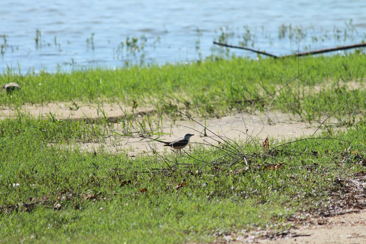 Scissor-tailed Flycatcher - ML620132500