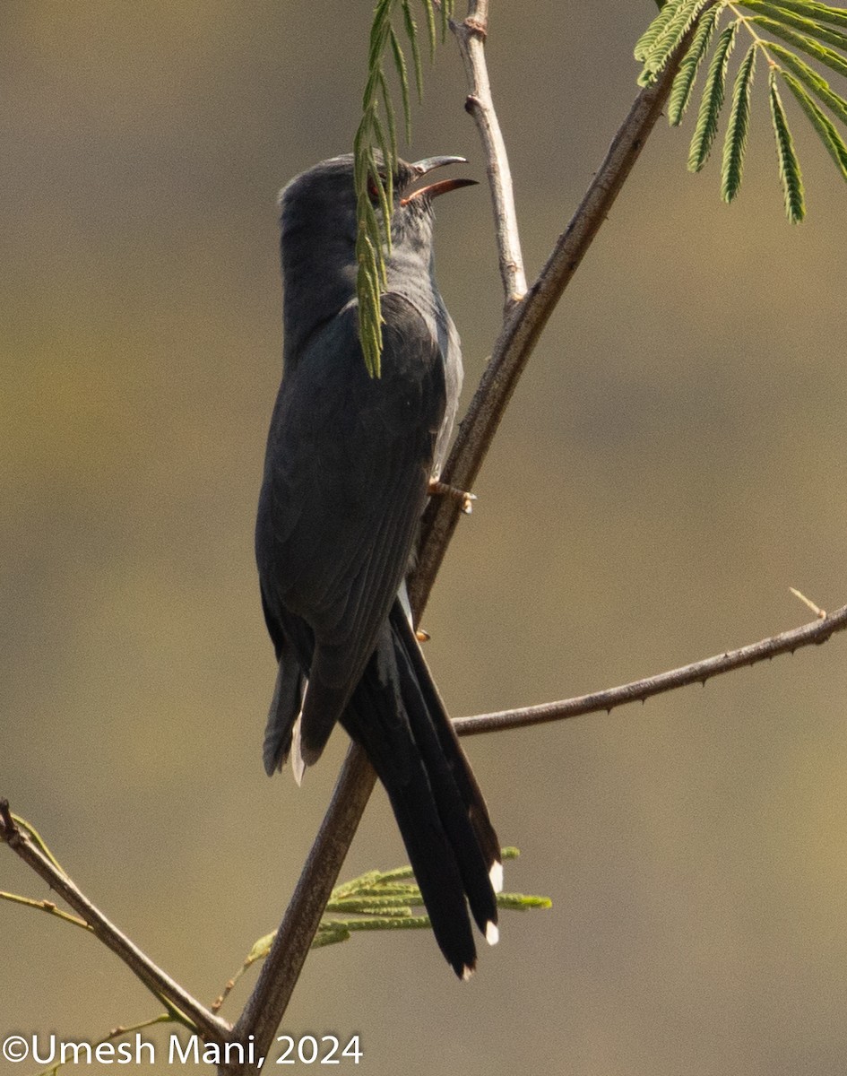 Gray-bellied Cuckoo - ML620132507