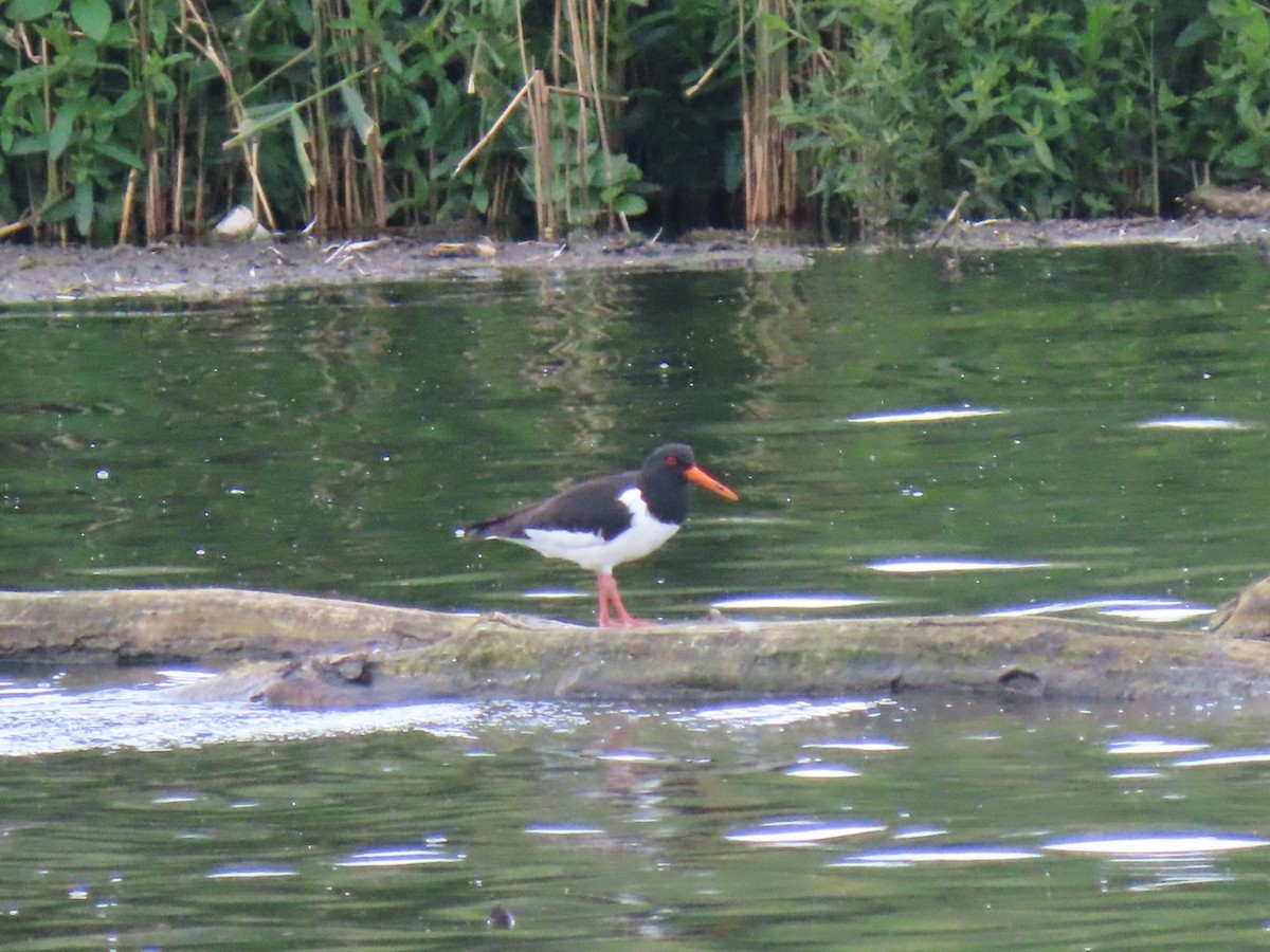 Eurasian Oystercatcher - Ben Bird