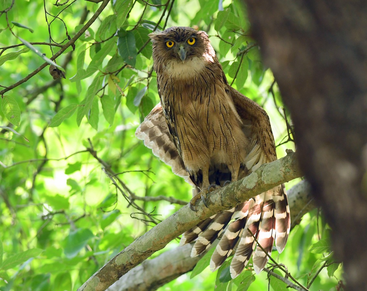 Brown Fish-Owl - ML620132514