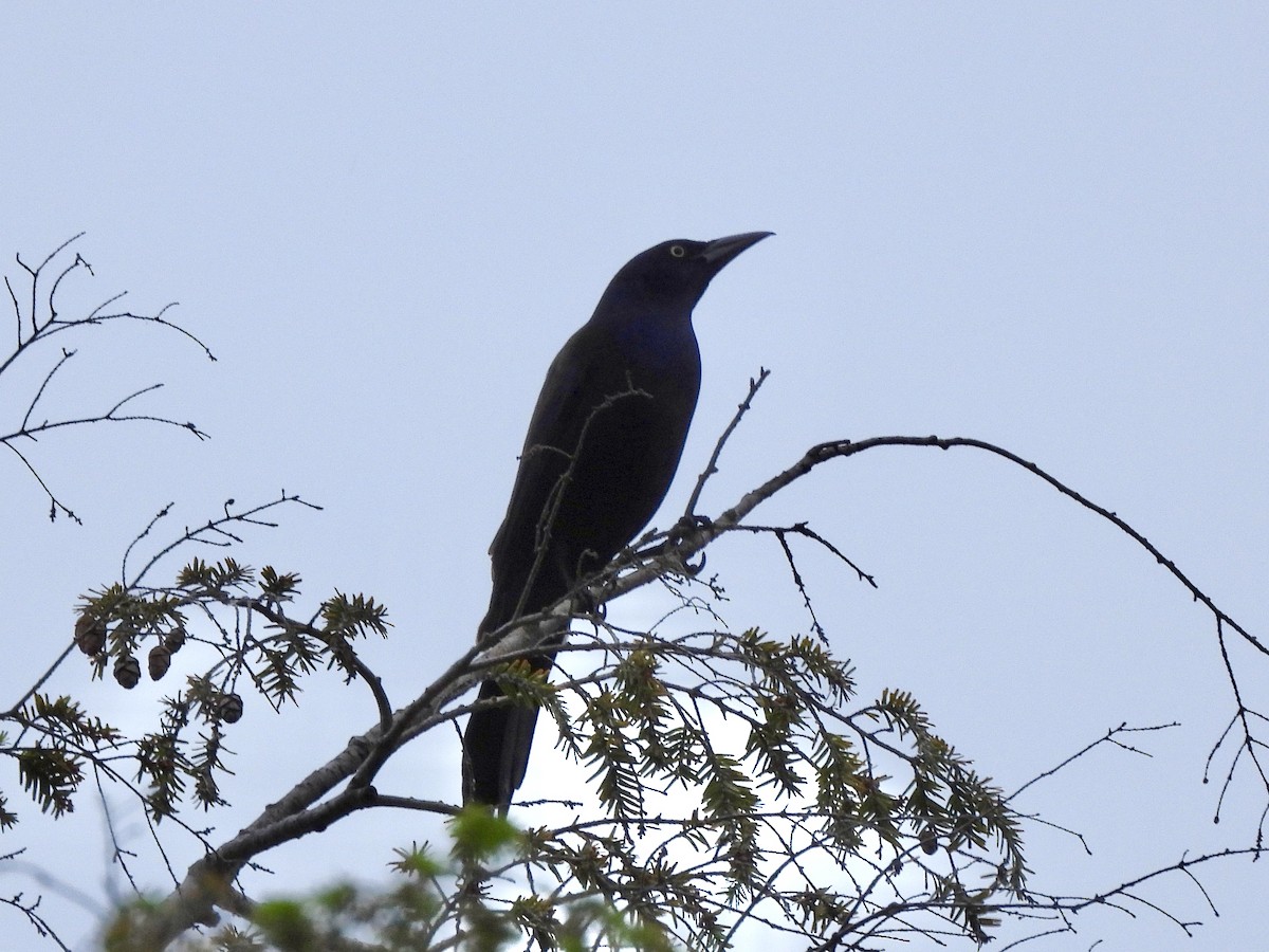 Common Grackle - ML620132519