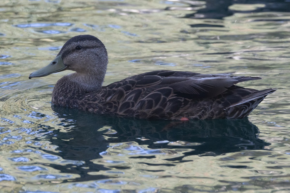 Mexican Duck - ML620132523