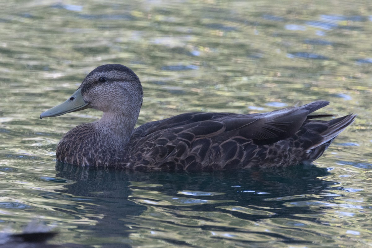 Mexican Duck - ML620132524