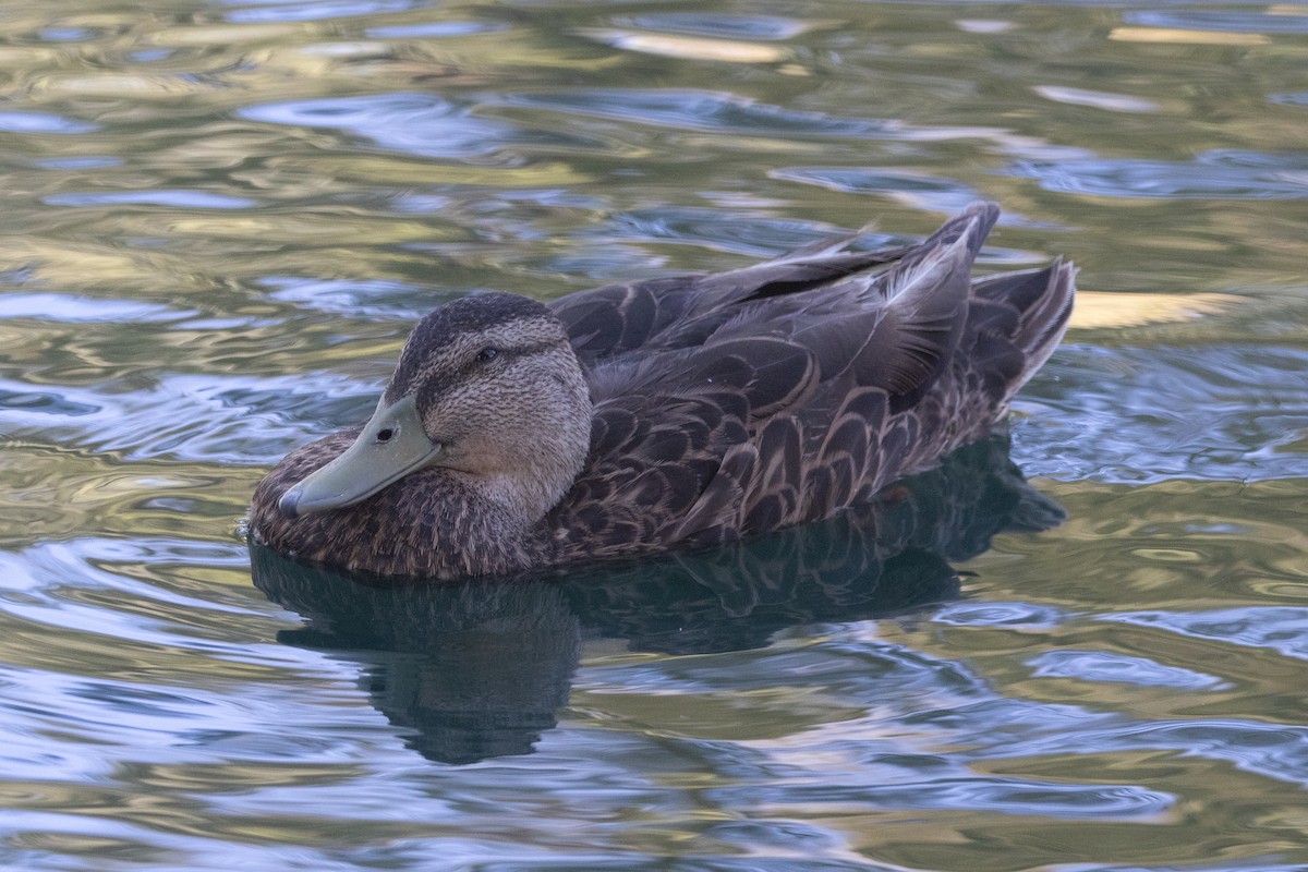Mexican Duck - ML620132525