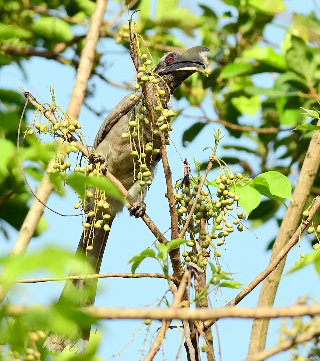 Indian Gray Hornbill - ML620132526
