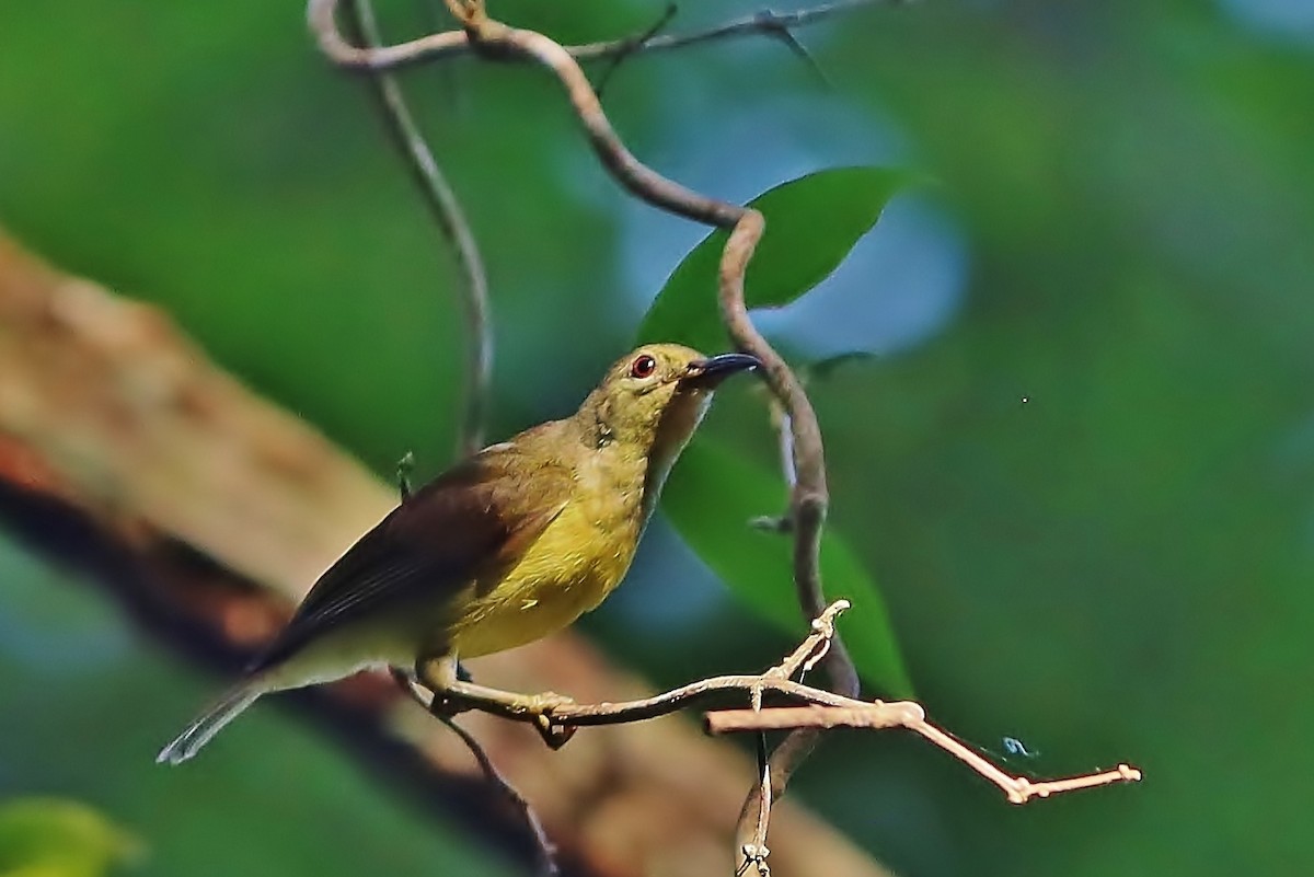 Ruby-cheeked Sunbird - ML620132530