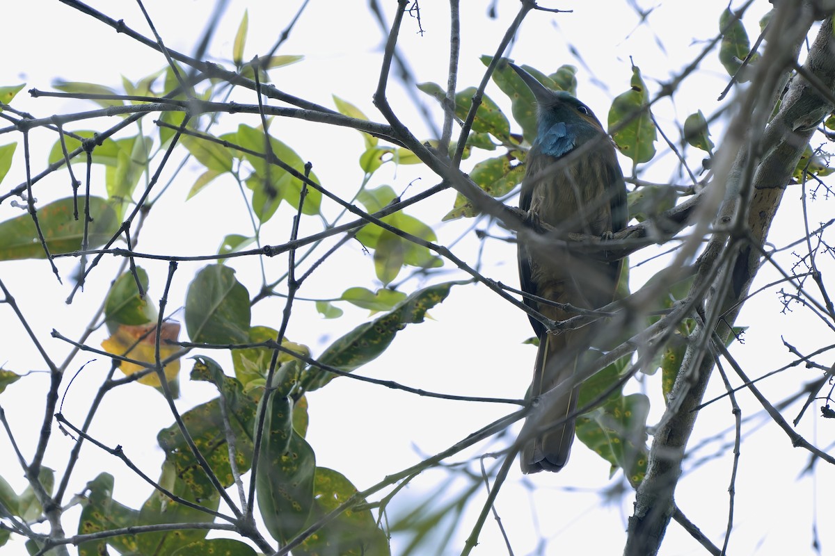 Blue-bearded Bee-eater - ML620132531