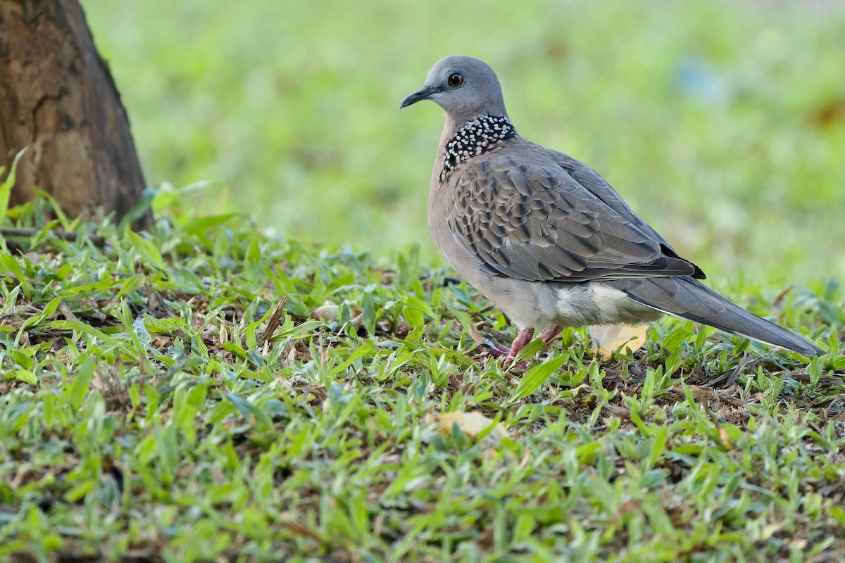 Spotted Dove (Eastern) - ML620132535