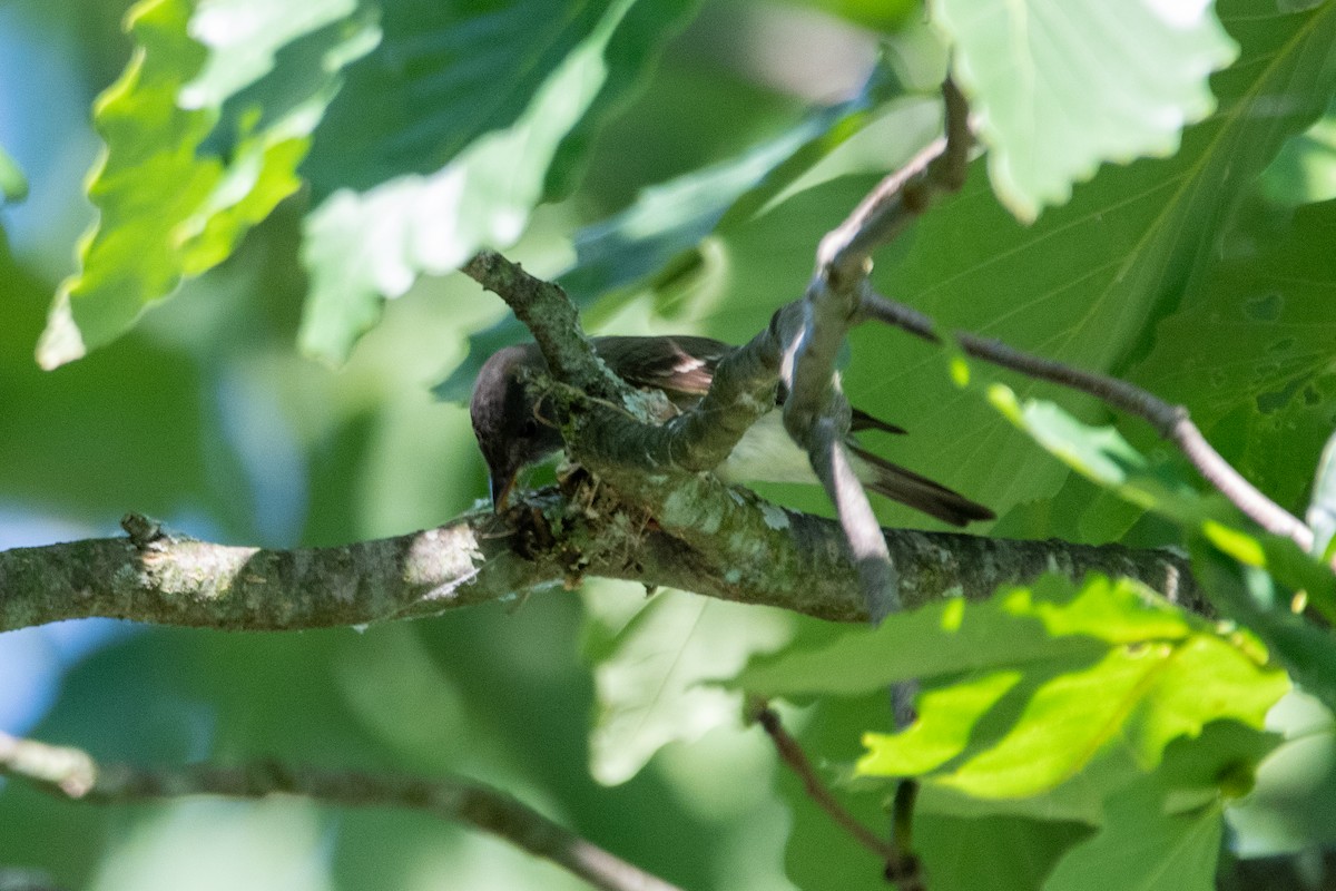 Eastern Wood-Pewee - ML620132536