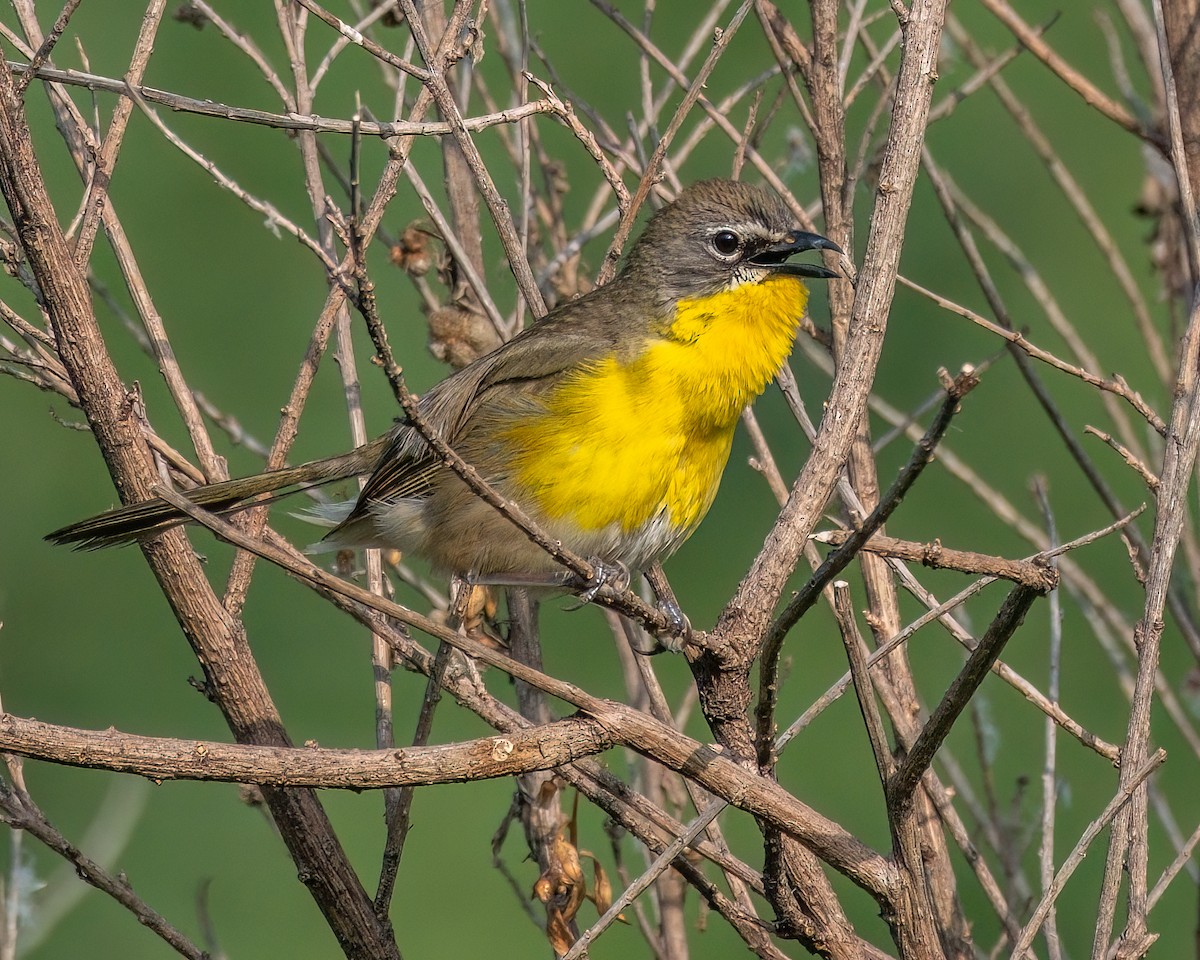 Yellow-breasted Chat - ML620132544
