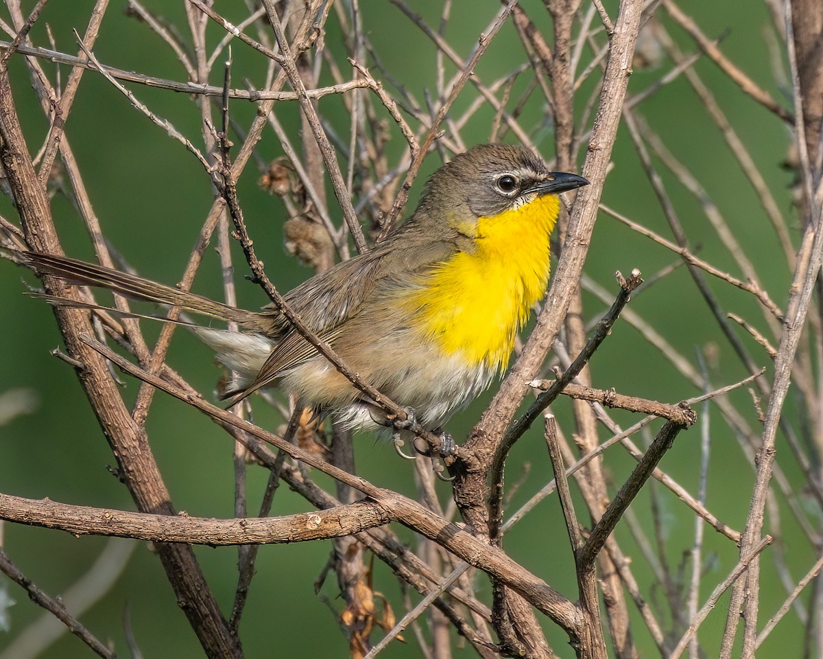 Yellow-breasted Chat - ML620132545