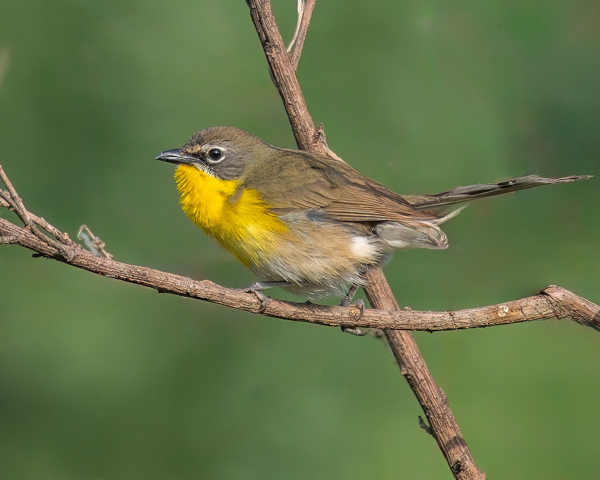 Yellow-breasted Chat - ML620132546