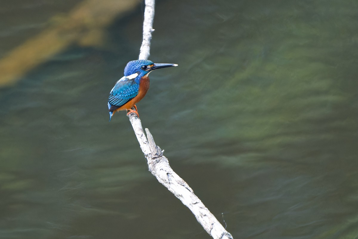 Blue-eared Kingfisher - ML620132547