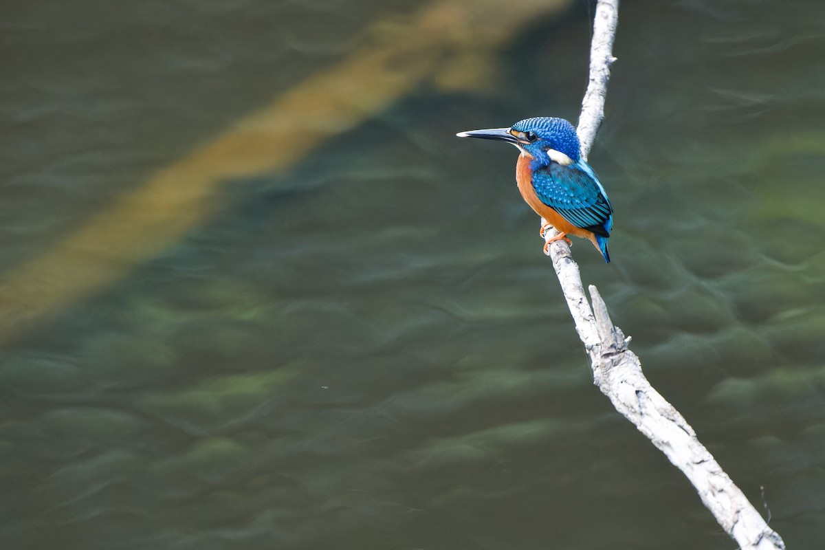 Blue-eared Kingfisher - ML620132548