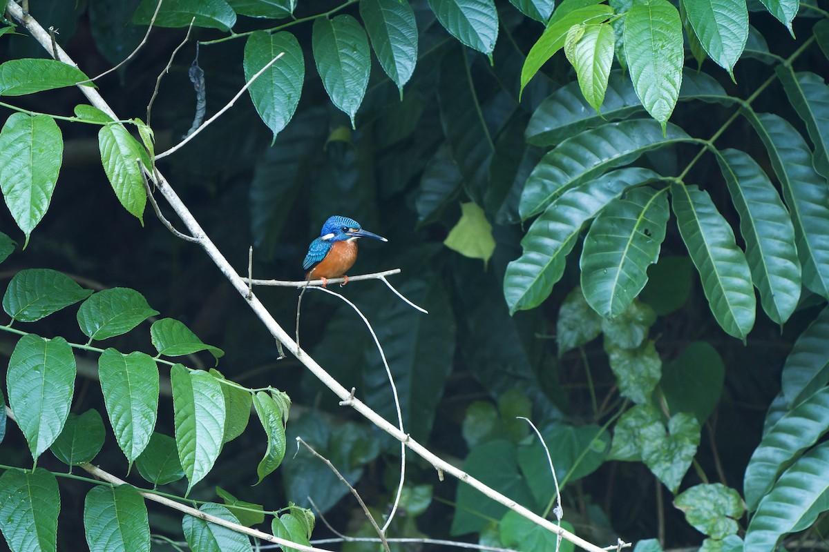Blue-eared Kingfisher - ML620132549