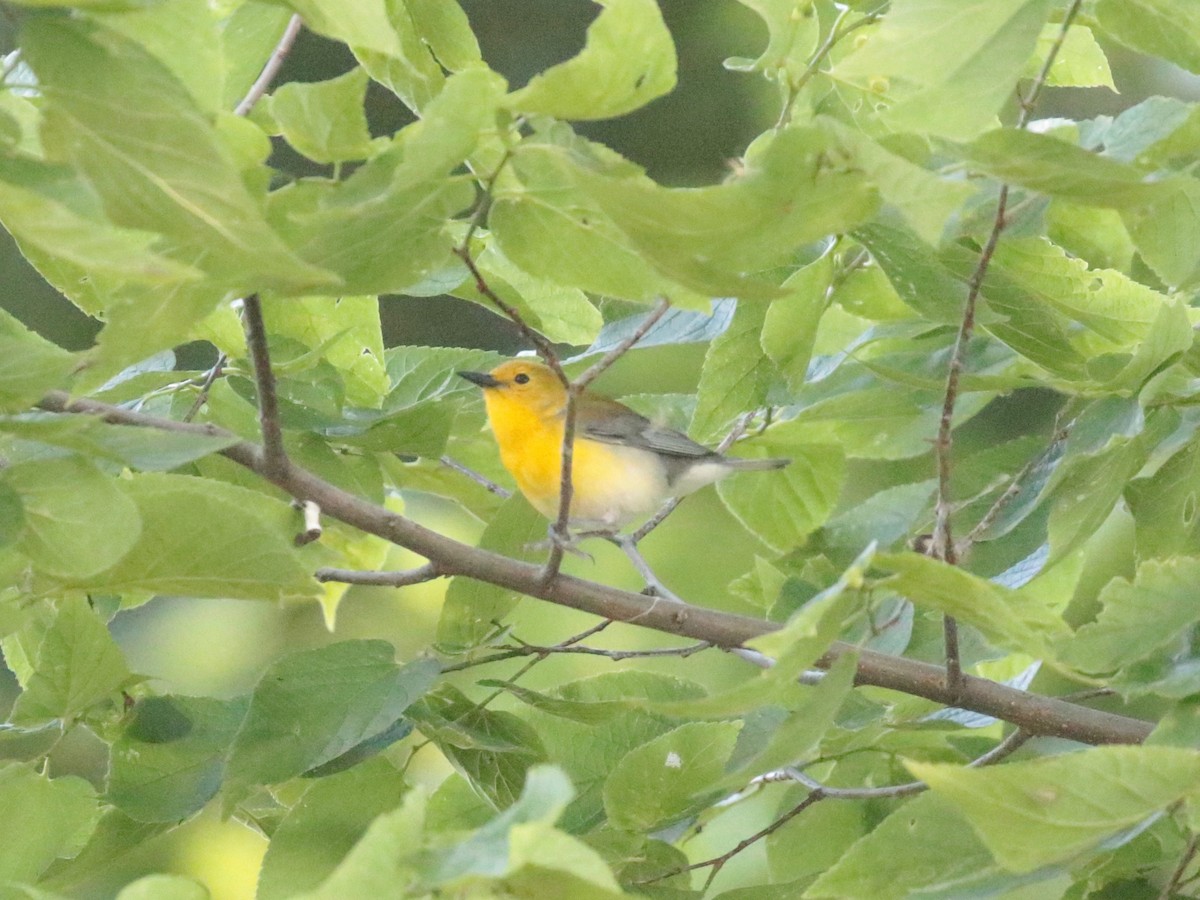Prothonotary Warbler - ML620132550