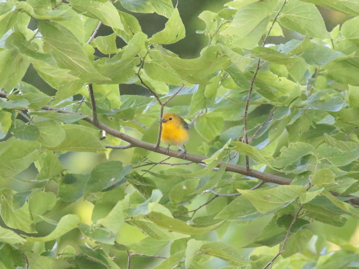 Prothonotary Warbler - ML620132551
