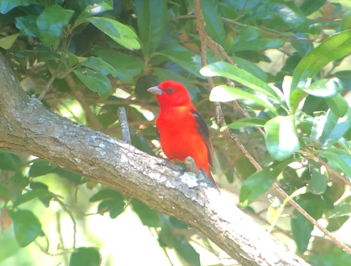Scarlet Tanager - ML620132561