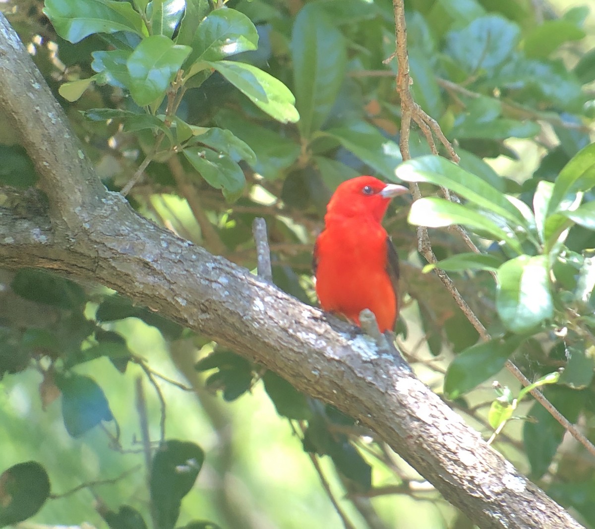 Scarlet Tanager - ML620132562