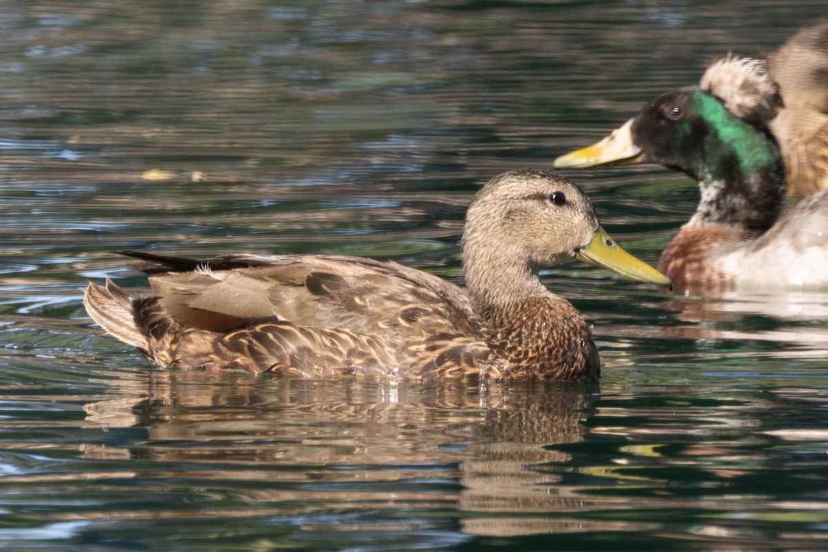 Mallard x Mexican Duck (hybrid) - ML620132566