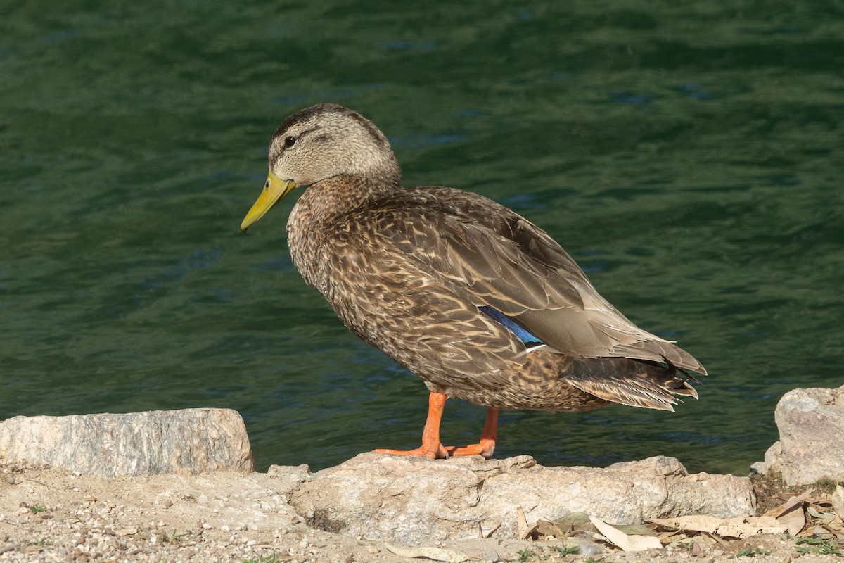 Hybride Canard colvert x C. du Mexique - ML620132577