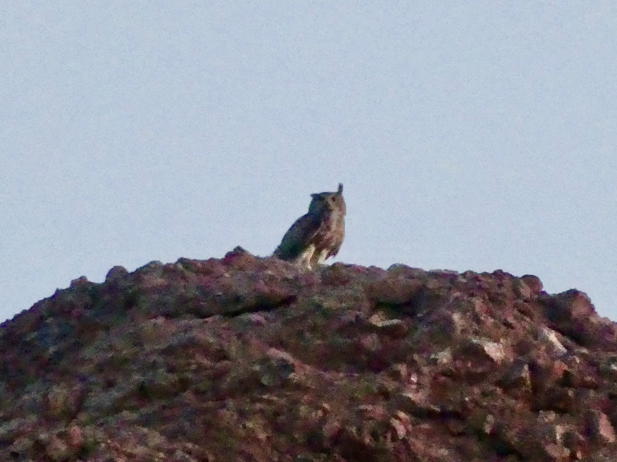 Great Horned Owl - ML620132582