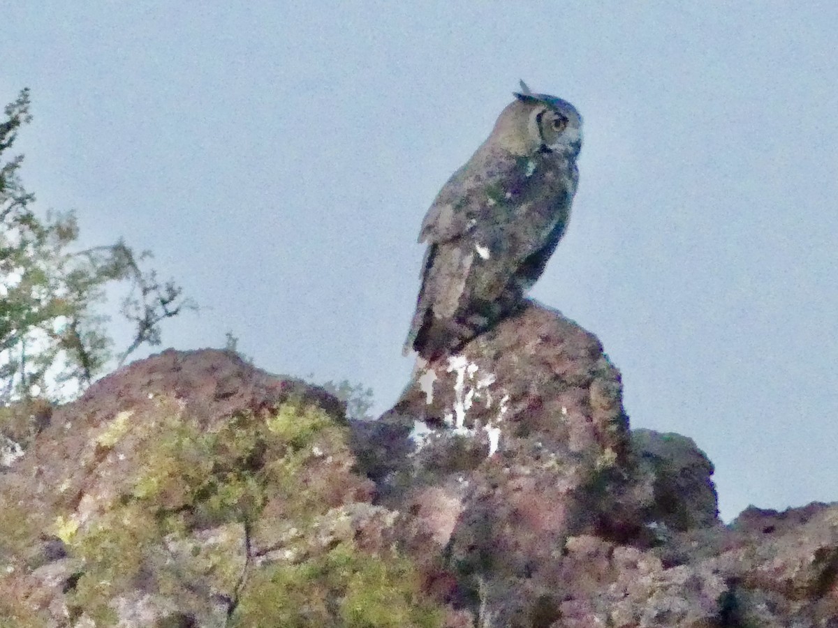 Great Horned Owl - ML620132583