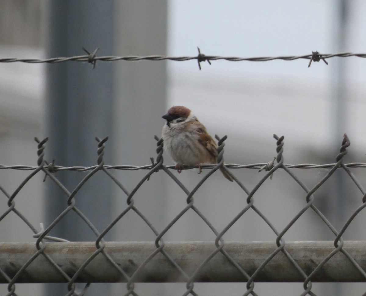 Eurasian Tree Sparrow - ML620132590
