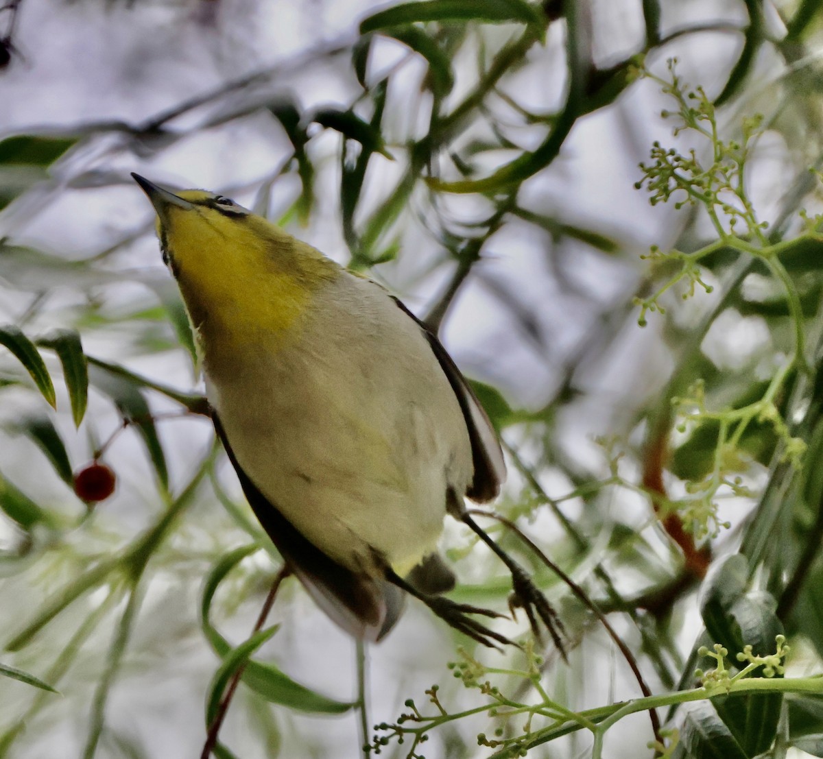 Swinhoe's White-eye - ML620132594