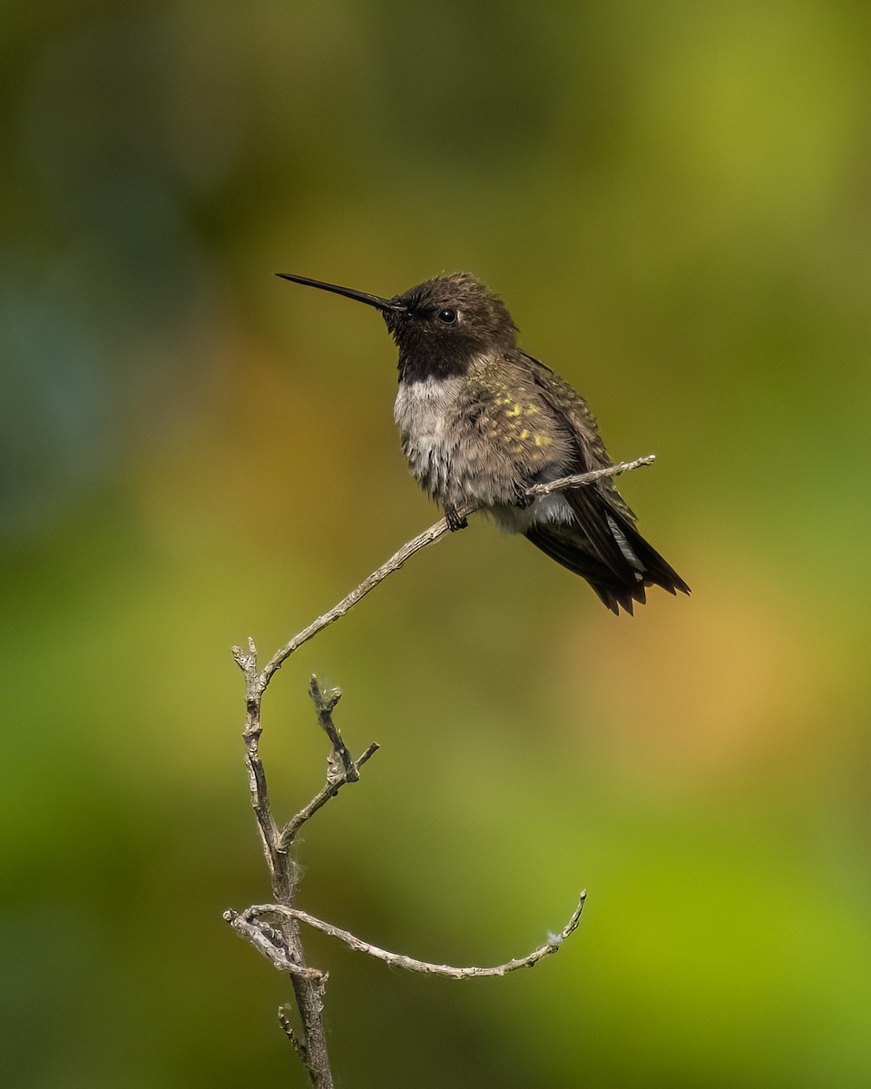 Black-chinned Hummingbird - ML620132598