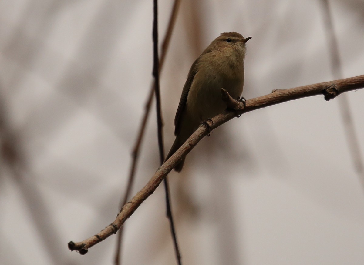 Mountain Chiffchaff - ML620132604