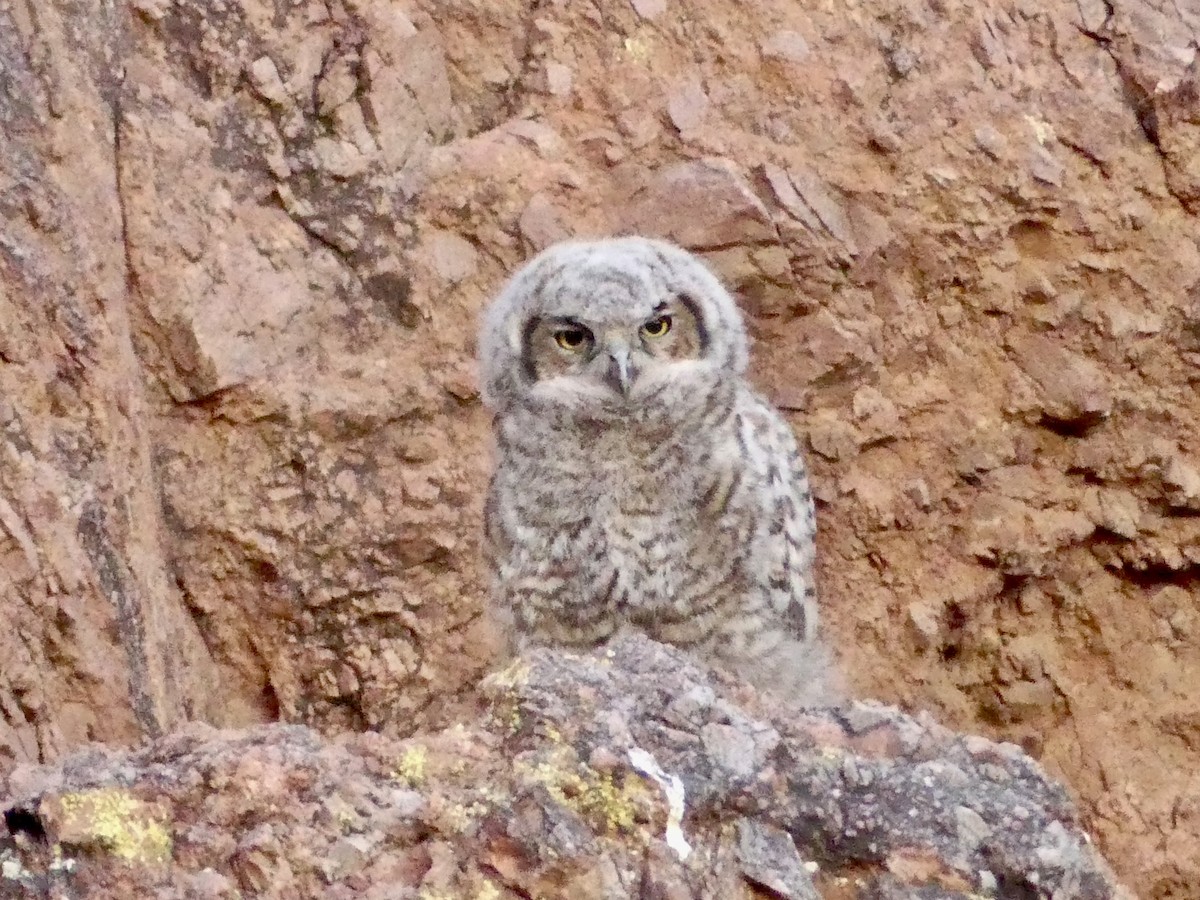 Great Horned Owl - ML620132613