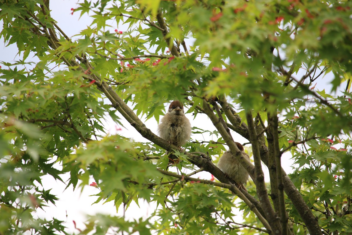 Eurasian Tree Sparrow - ML620132615