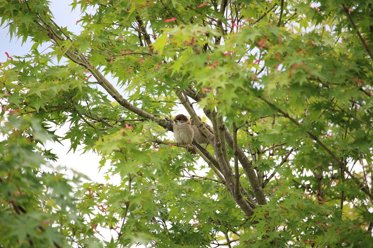Eurasian Tree Sparrow - ML620132616