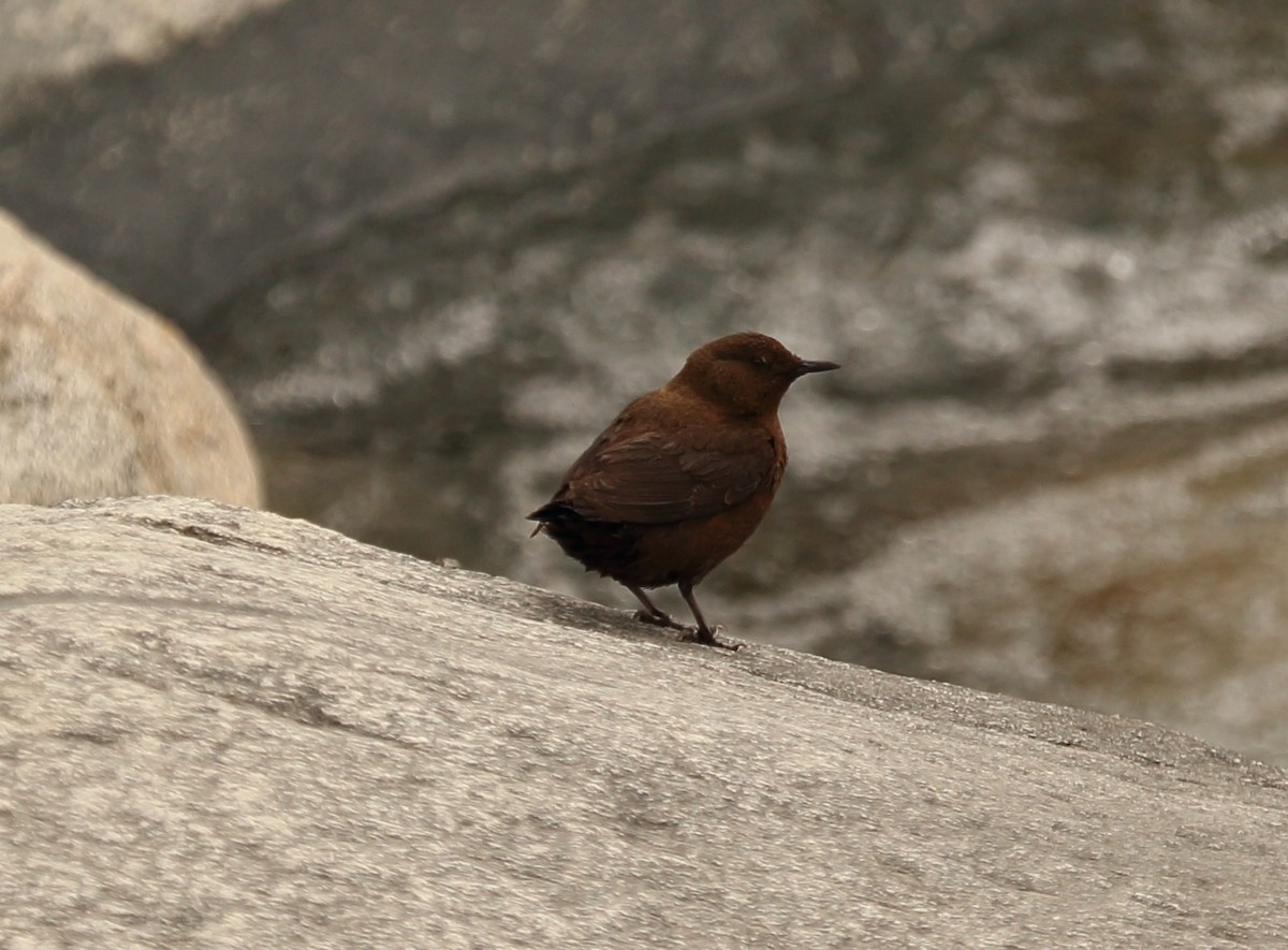 Brown Dipper - ML620132617