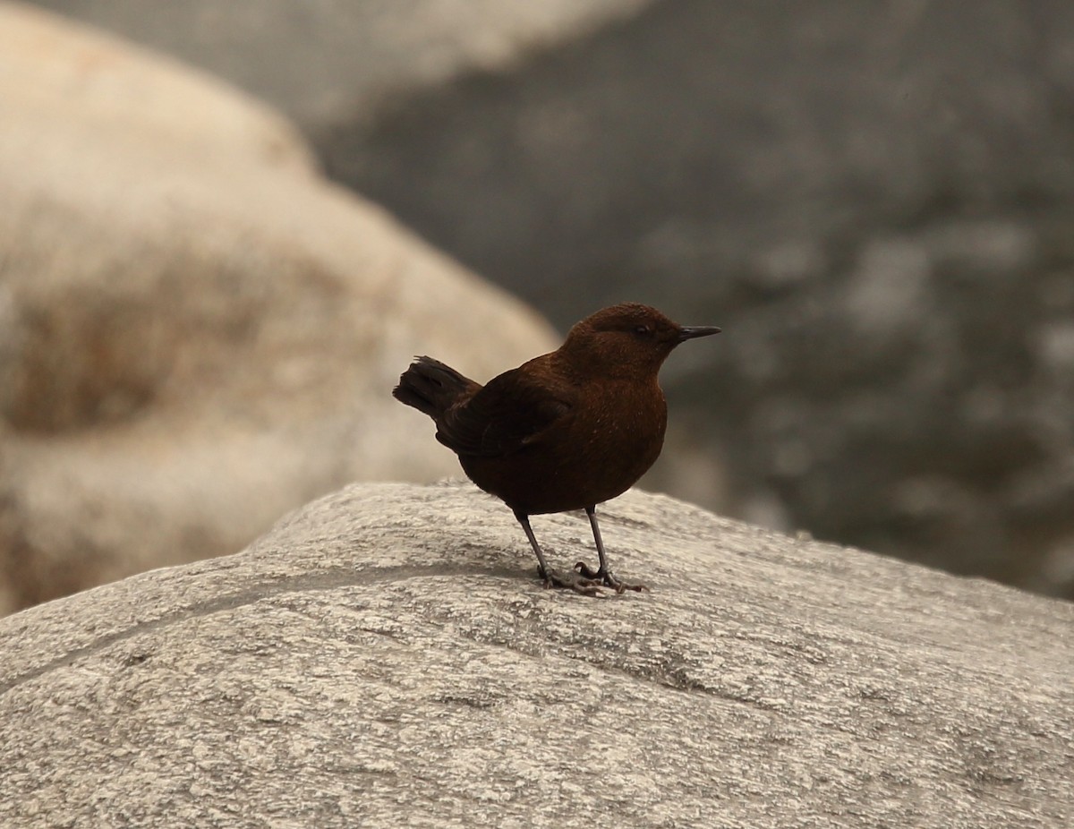 Brown Dipper - ML620132618