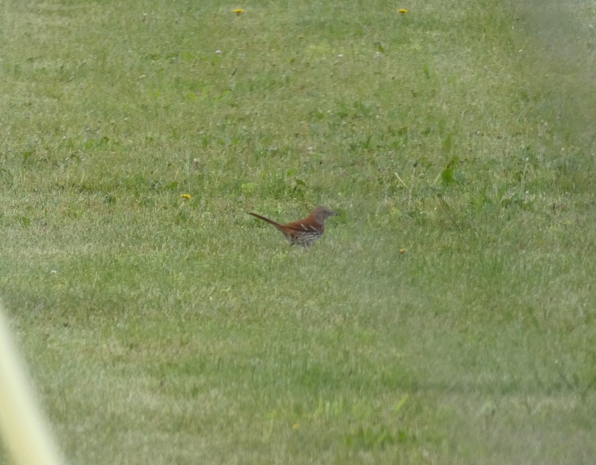 Brown Thrasher - ML620132623