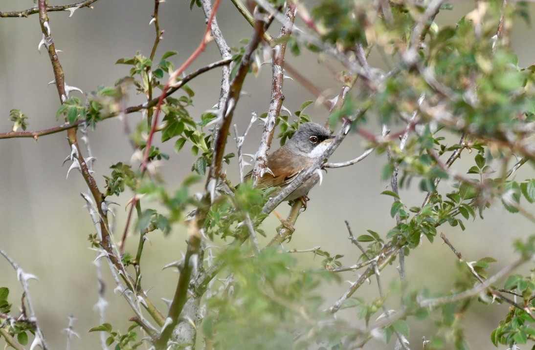 Spectacled Warbler - ML620132624