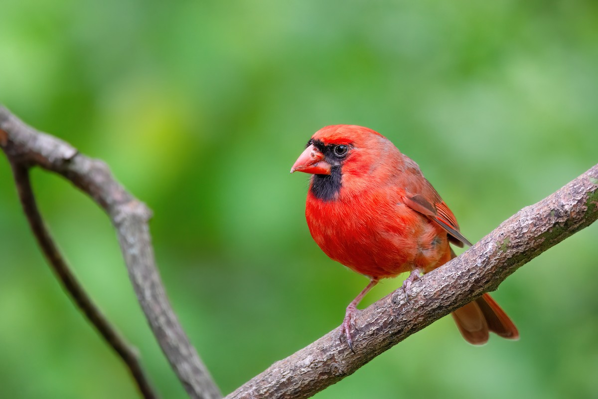 Cardinal rouge - ML620132637