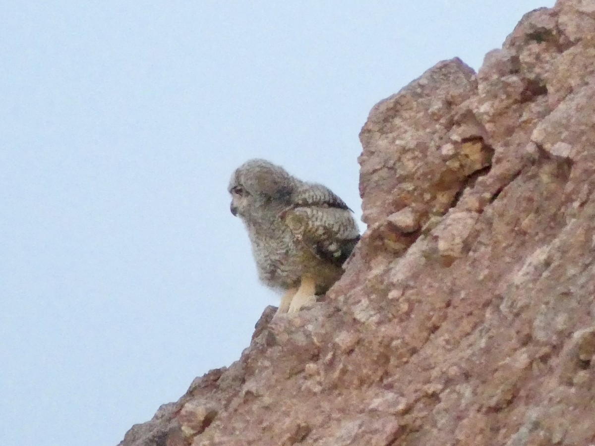 Great Horned Owl - ML620132641
