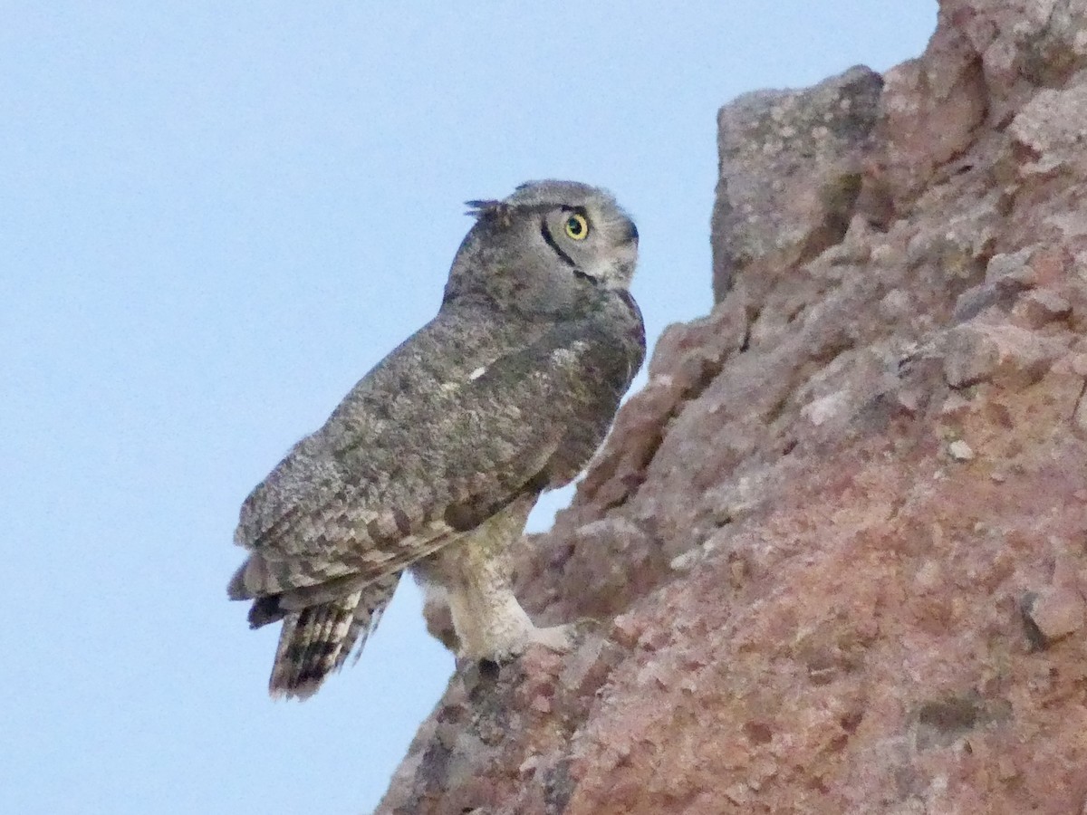 Great Horned Owl - ML620132643
