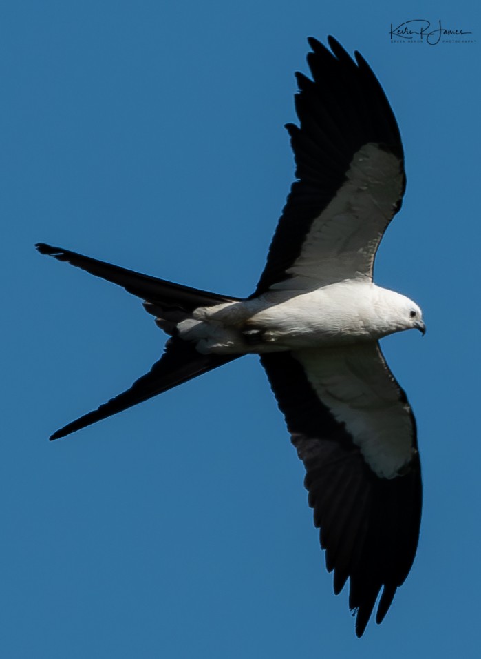 Swallow-tailed Kite - ML620132649