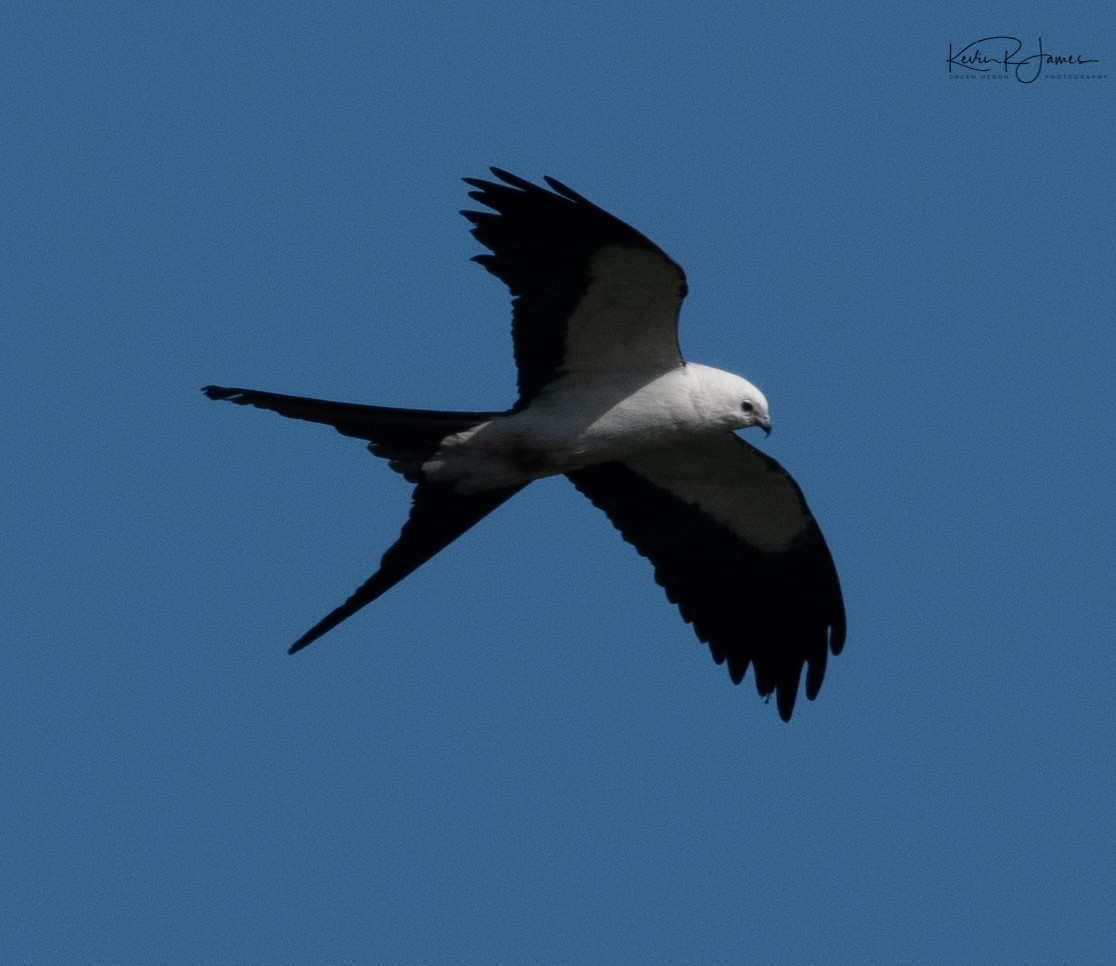 Swallow-tailed Kite - ML620132650