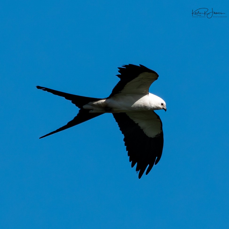 Swallow-tailed Kite - ML620132651