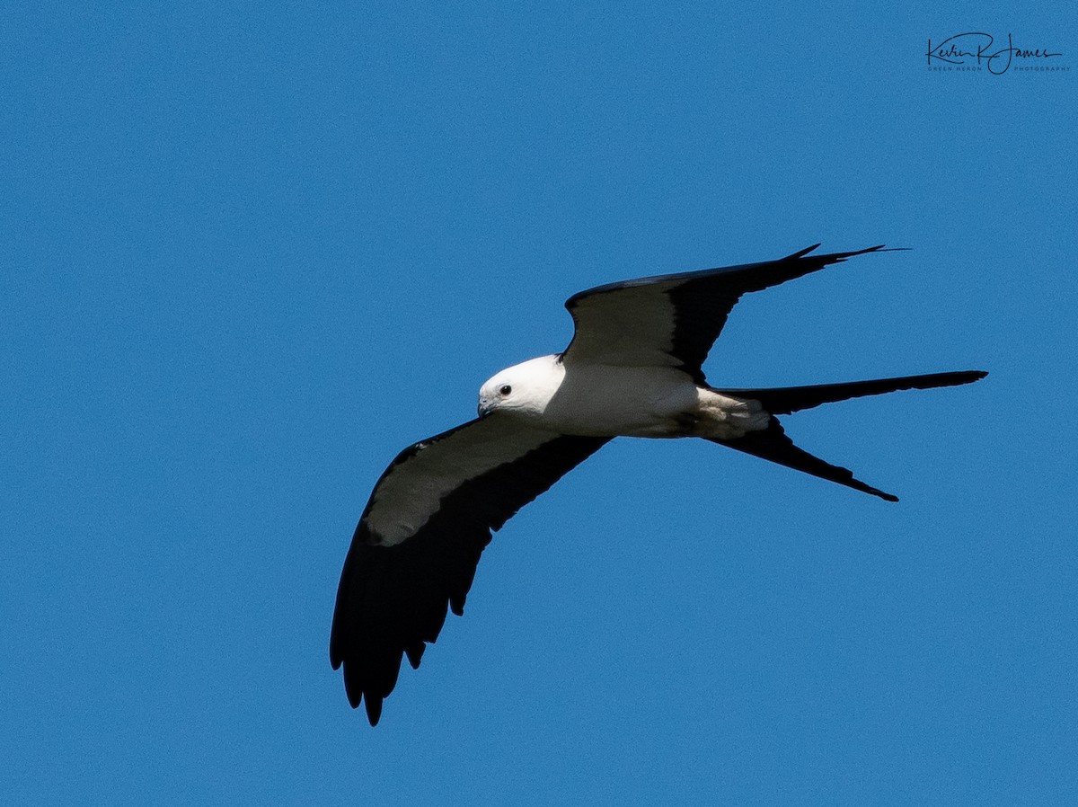Swallow-tailed Kite - ML620132652