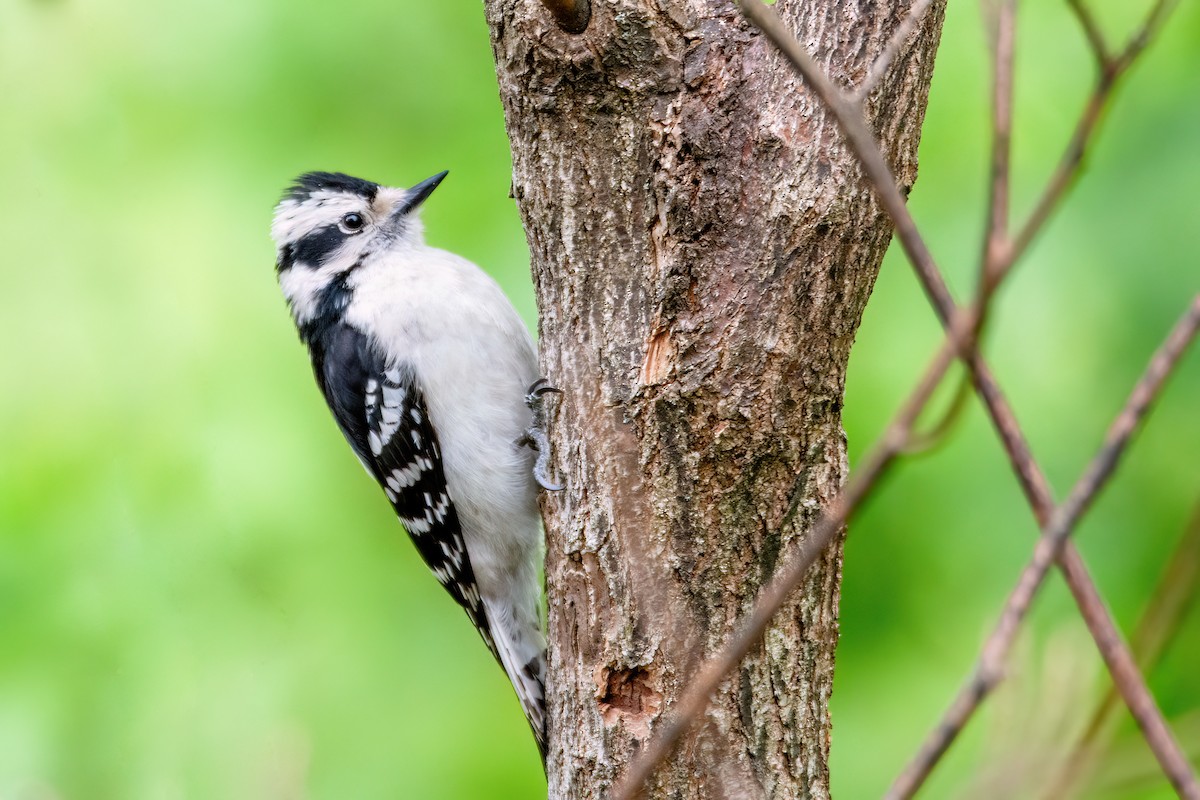 Downy Woodpecker - ML620132653