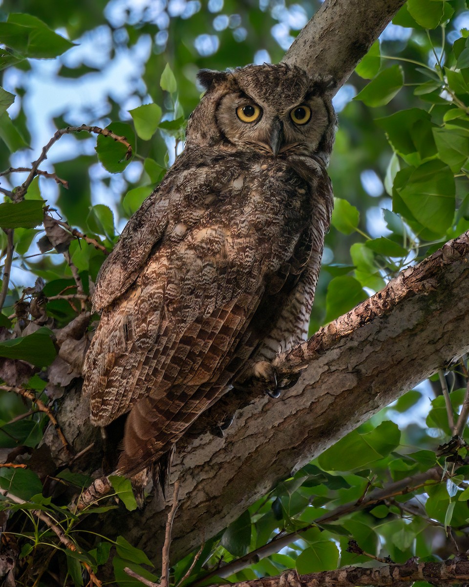 Great Horned Owl - ML620132659