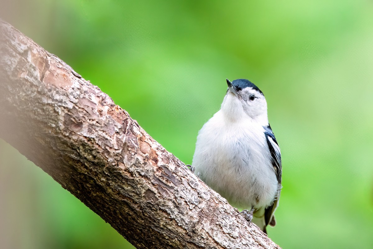 White-breasted Nuthatch - ML620132662