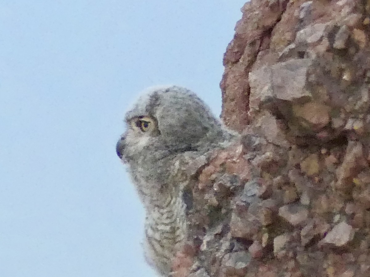 Great Horned Owl - ML620132663