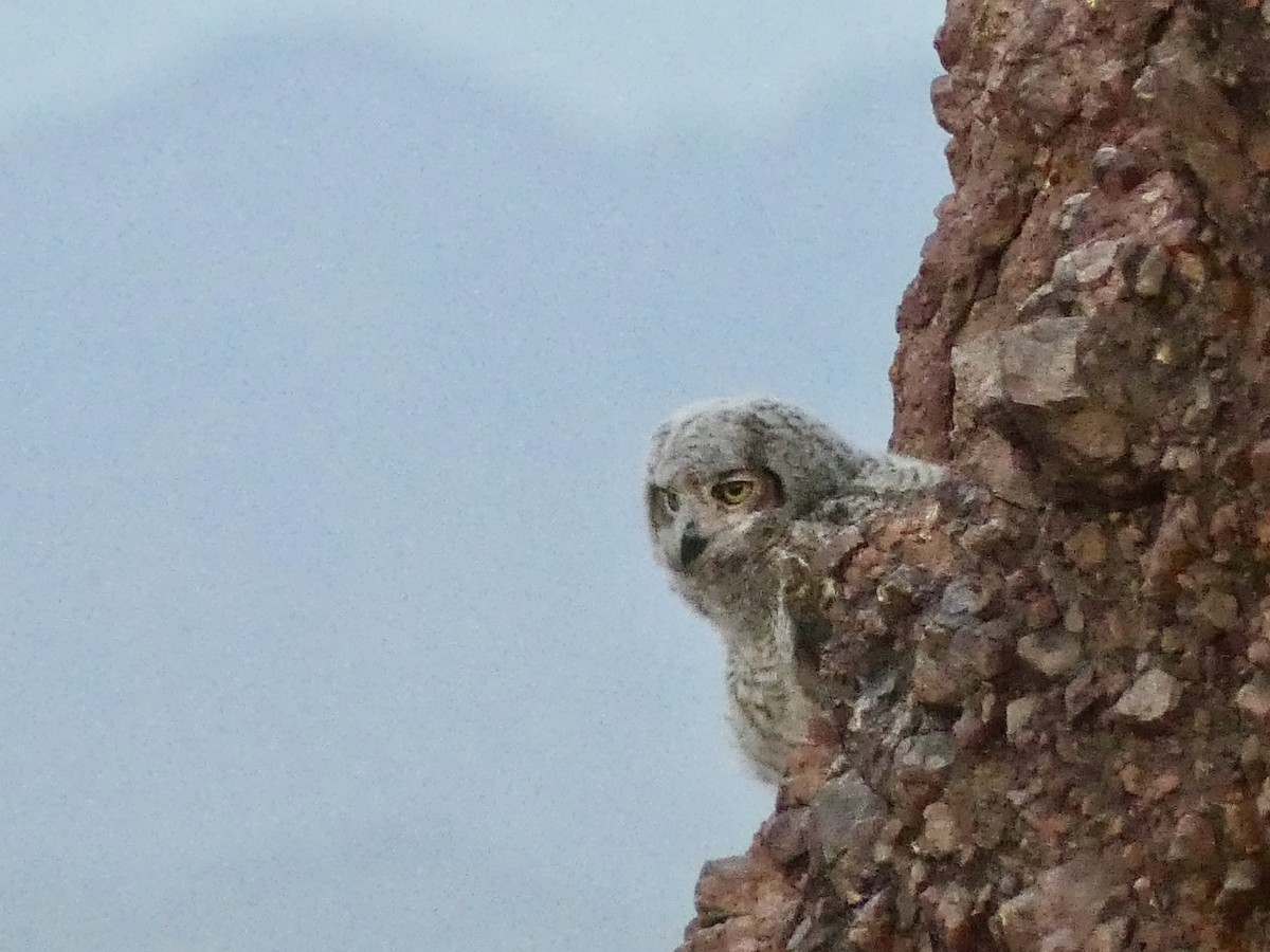 Great Horned Owl - ML620132664